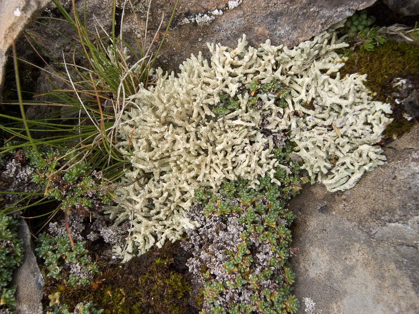 Dactylina madreporiformis